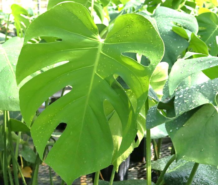 モンステラの特徴と育て方 | 観葉植物通販AONOKI（あおのき）