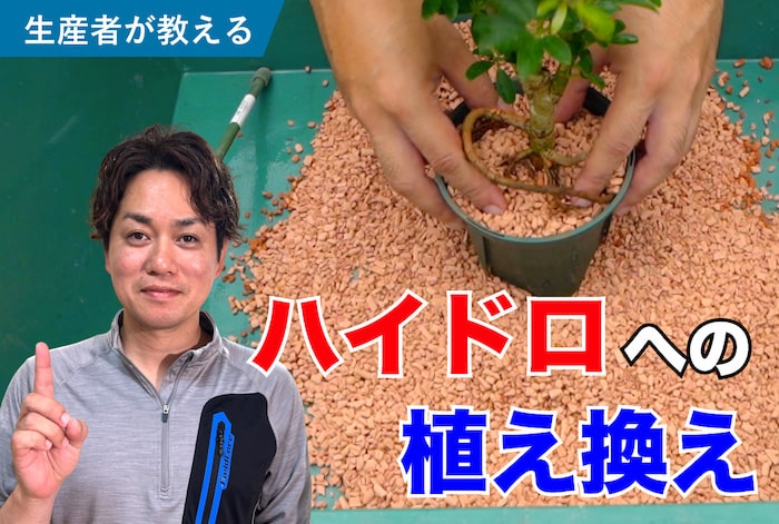 ハイドロカルチャー(水耕栽培)への植え替え
