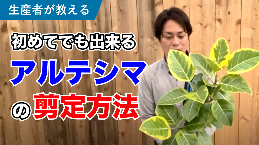 アルテシマ(ゴムの木)の剪定方法