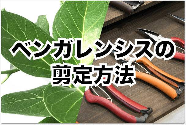 フィカス・ベンガレンシス（ゴムの木）の剪定方法 | AONOKI【沖縄最大の観葉植物生産者】