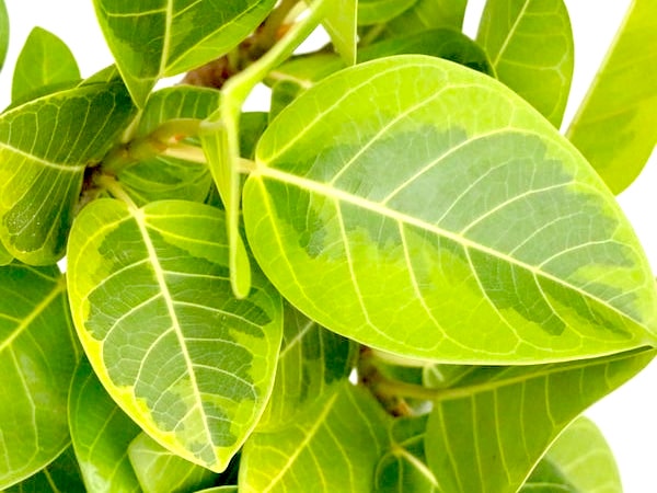 フィカス・アルテシマ