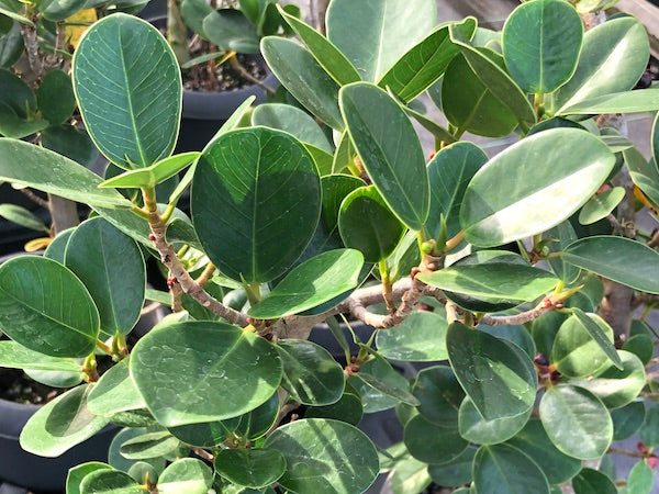 パンダ・ガジュマル