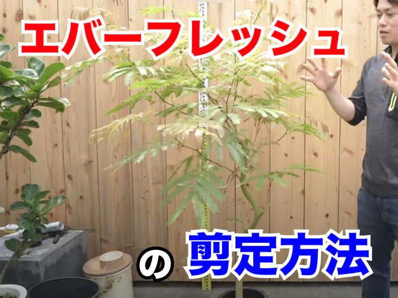 失敗しないエバーフレッシュの剪定方法
