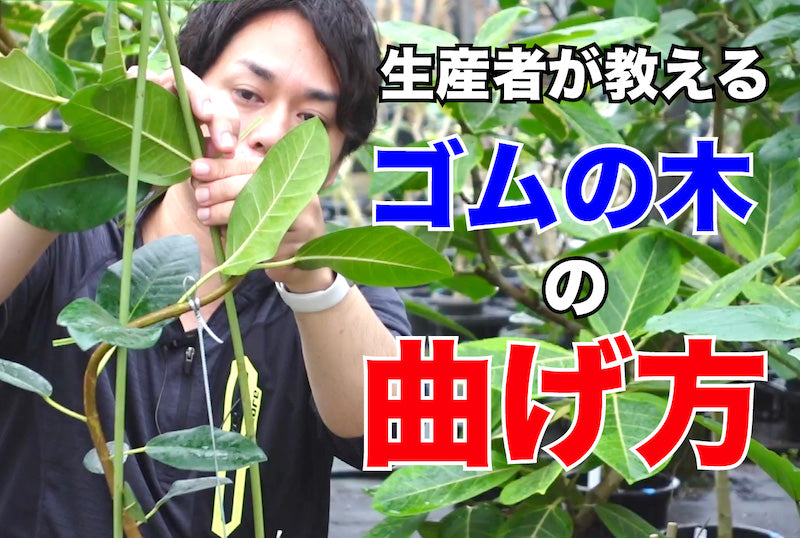 ゴムの木の曲げ方を紹介します