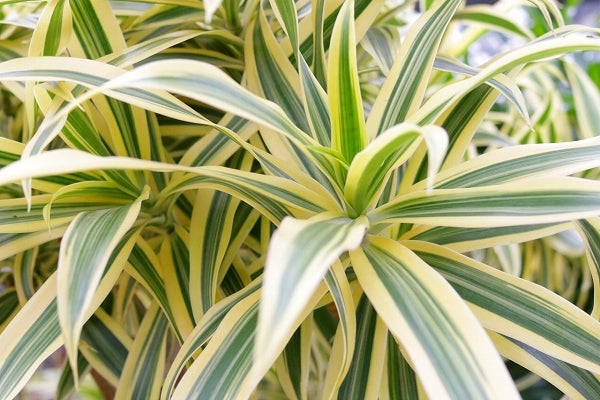 ソング・オブ・インディア | AONOKI【沖縄最大の観葉植物生産者】