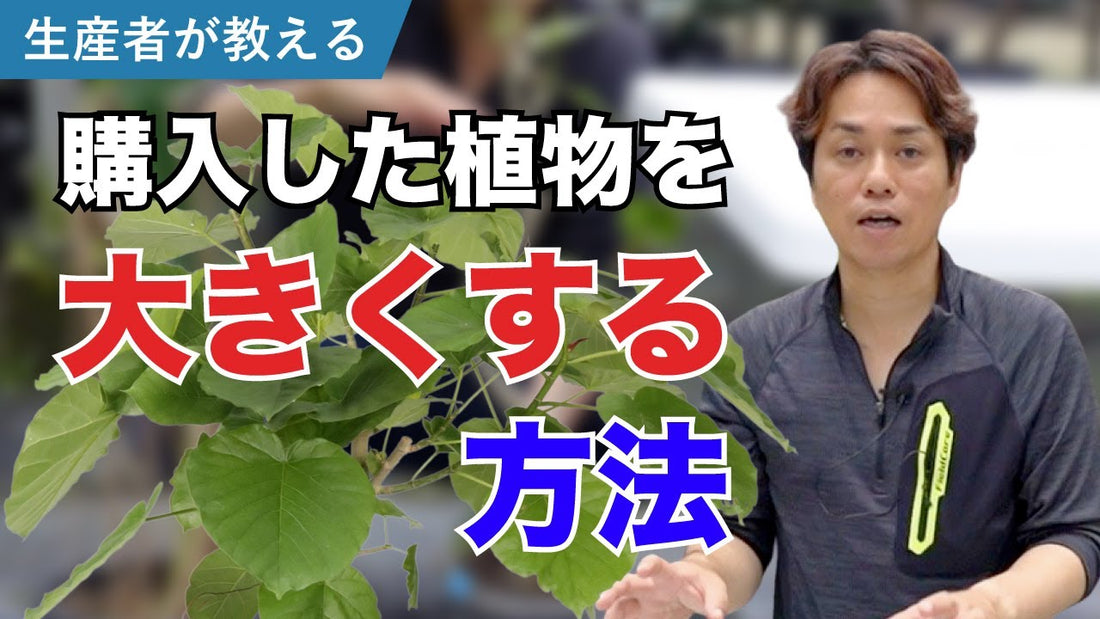 ウンベラータ(ゴムの木)を大きくする育て方