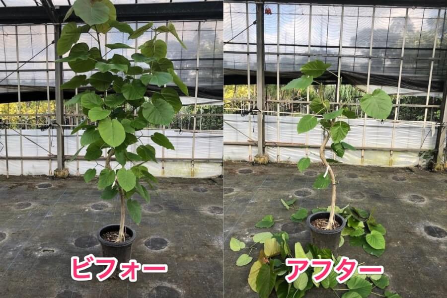 ウンベラータの剪定方法