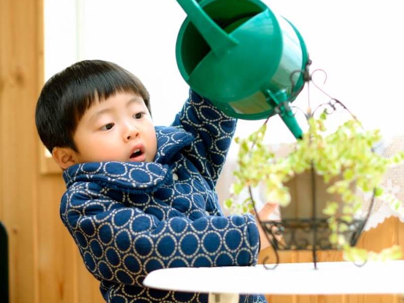 観葉植物の水やりの基本