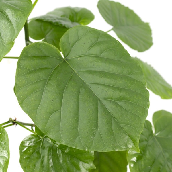 ウンベラータ8号の現品商品