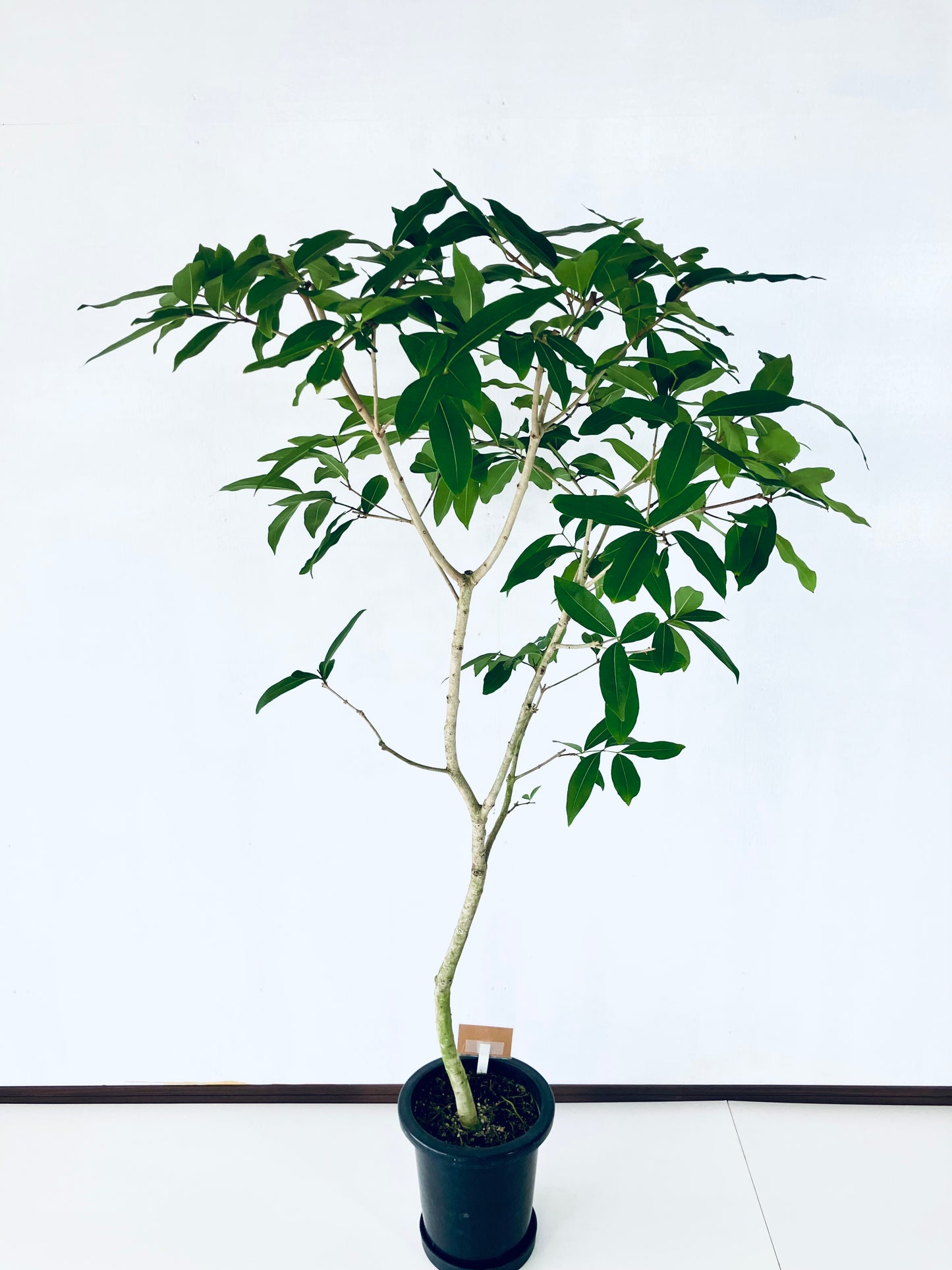 現品商品@4 アマゾンオリーブ 8号(高さ:164cm、幅:90cm)