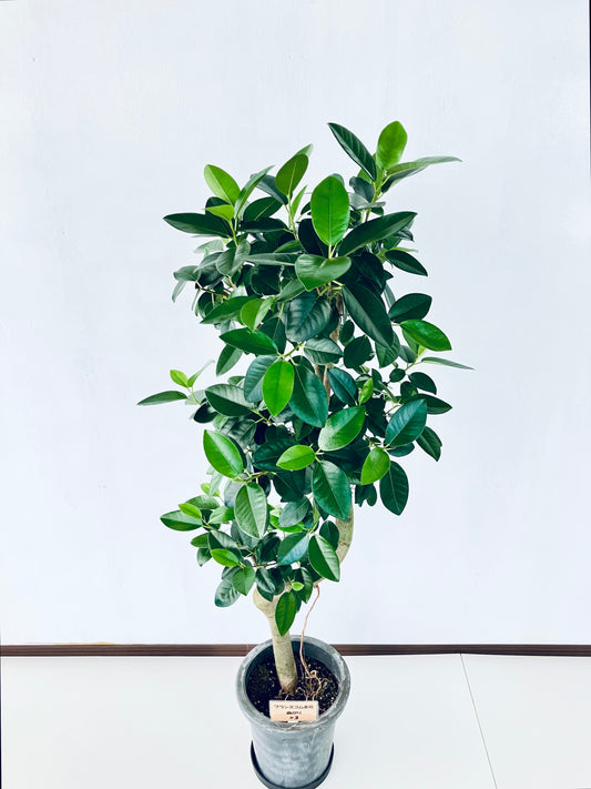 現品商品@3 フランスゴム 8号(高さ:135cm、幅:54cm)