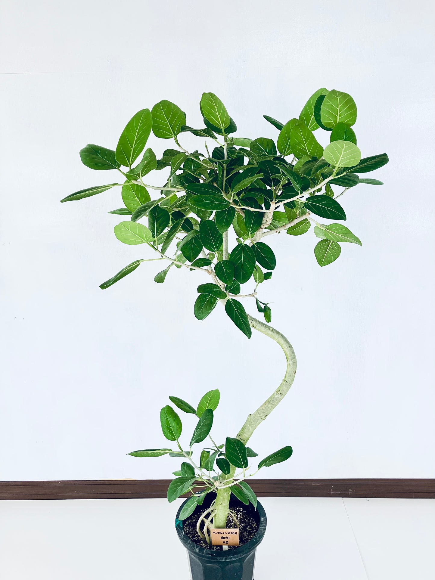 現品商品@2 ベンガレンシス 10号(高さ:170cm、幅:83cm)