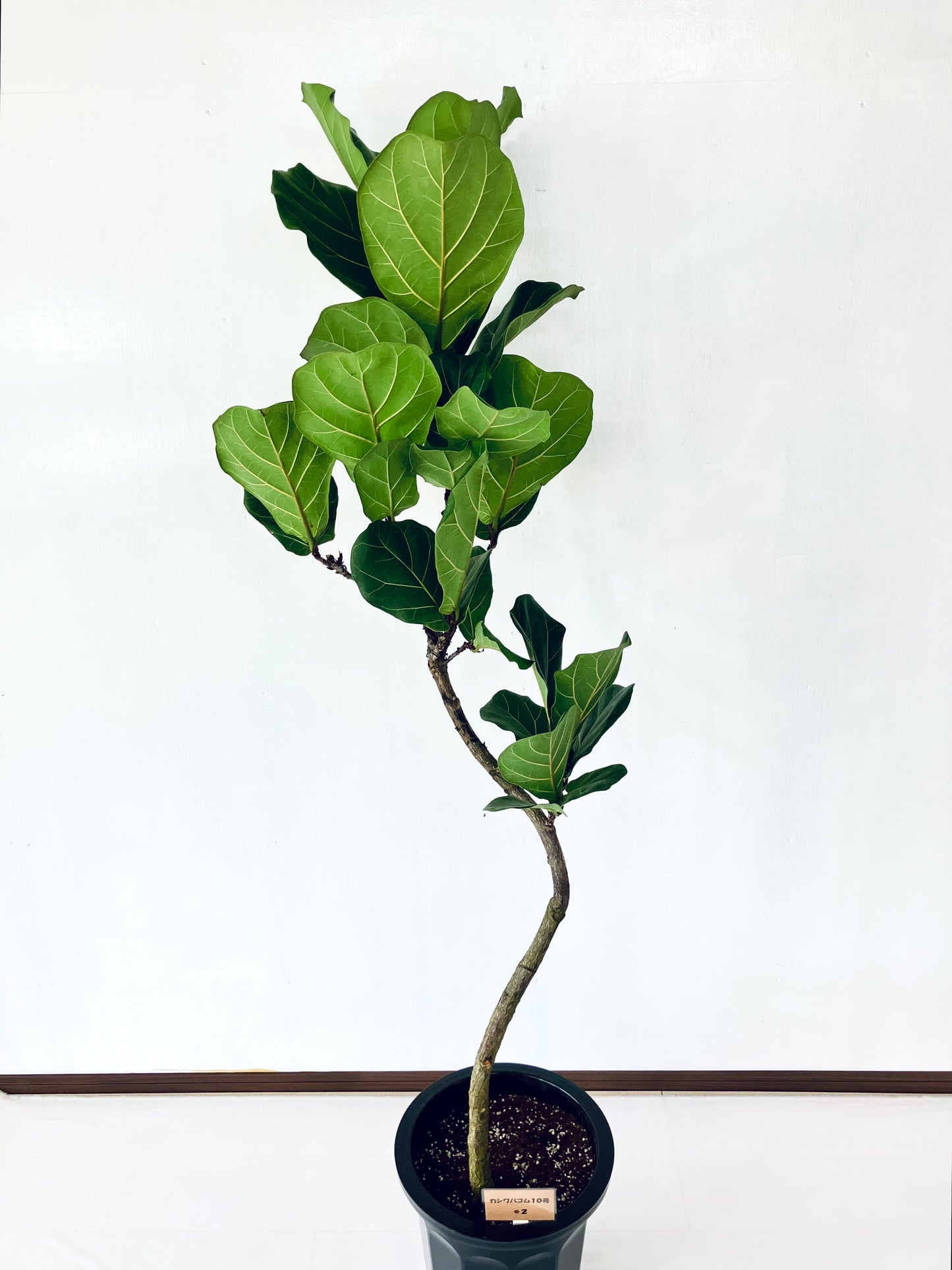 現品商品@2 カシワバゴム 10号(高さ:167cm、幅:56cm)