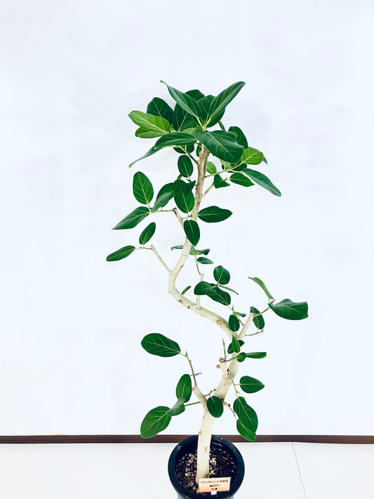 現品商品@4 ベンガレンシス 8号(高さ:143cm、幅:54cm)