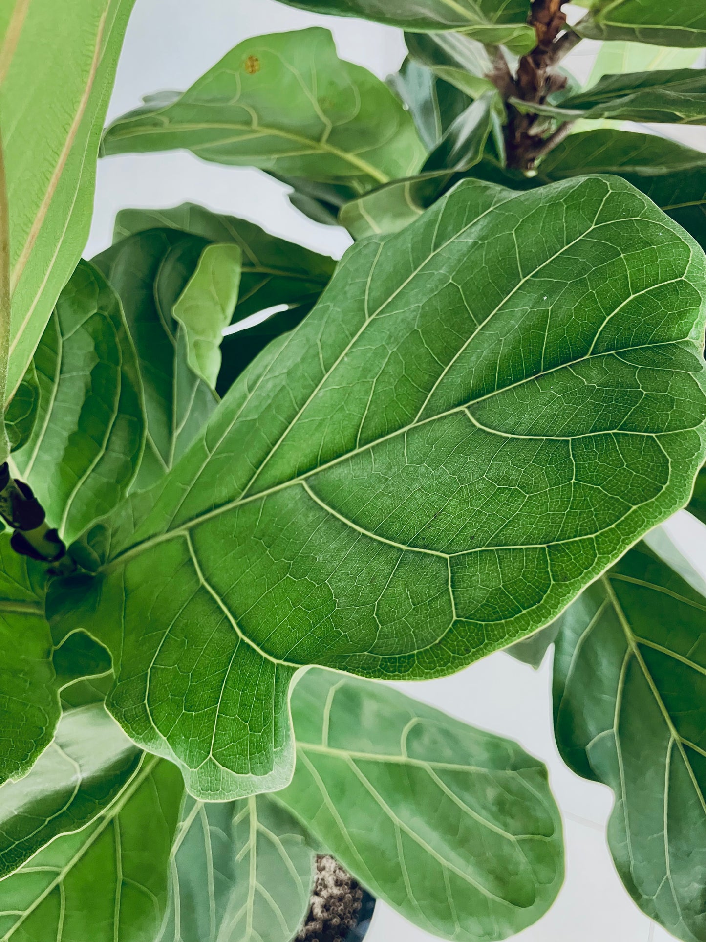 現品商品@2 カシワバゴム 10号(高さ:190cm、幅:93cm)