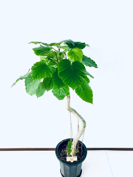 現品商品@1 ウンベラータ 10号(高さ:140cm、幅:63cm)