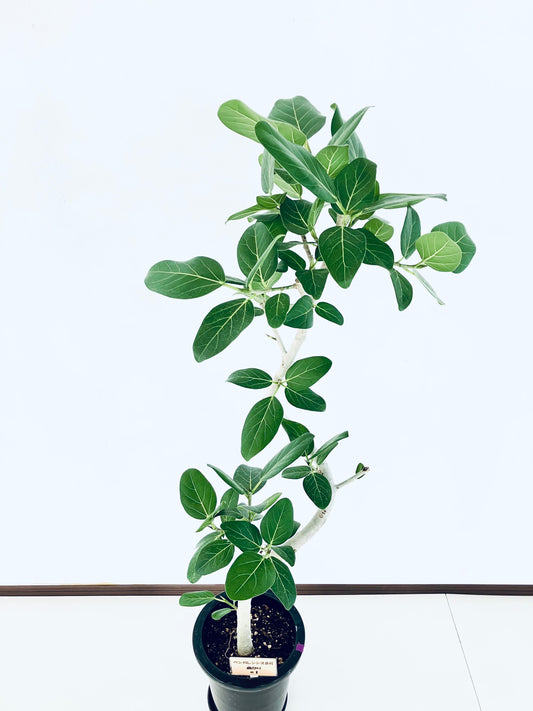 現品商品@1 ベンガレンシス 8号(高さ:136cm、幅:57cm)