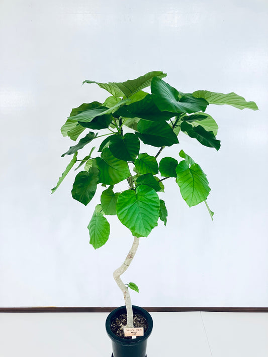 現品商品@2 ウンベラータ8号(高さ:152cm、幅:83cm)