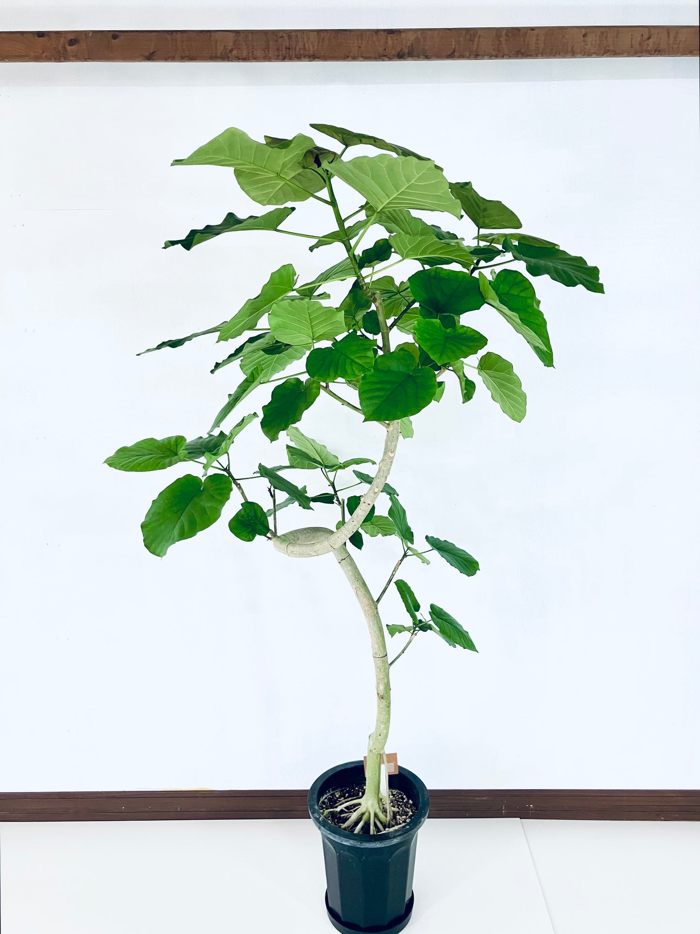 現品商品@4 ウンベラータ 10号(高さ:182cm、幅:92cm)