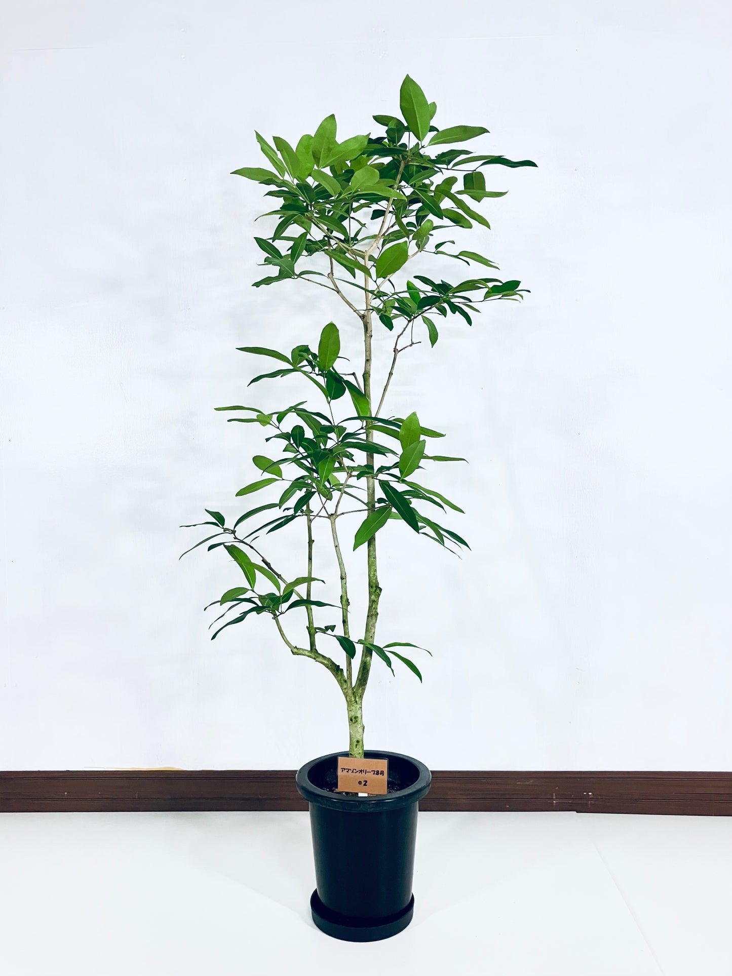 現品商品@2 アマゾンオリーブ 8号(高さ:150cm、幅:70cm)