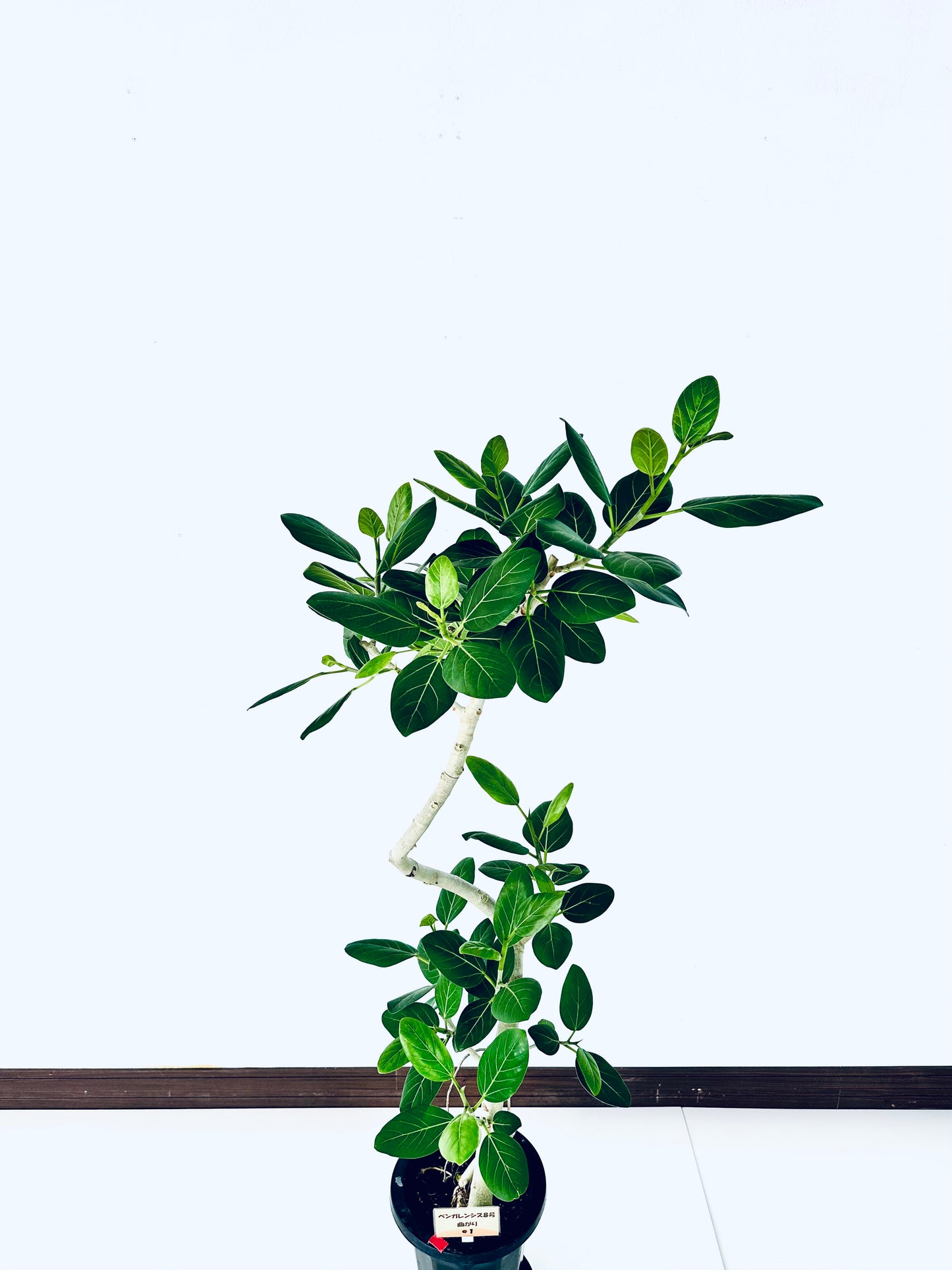 現品商品@1 ベンガレンシス 8号(高さ:148cm、幅:73cm)