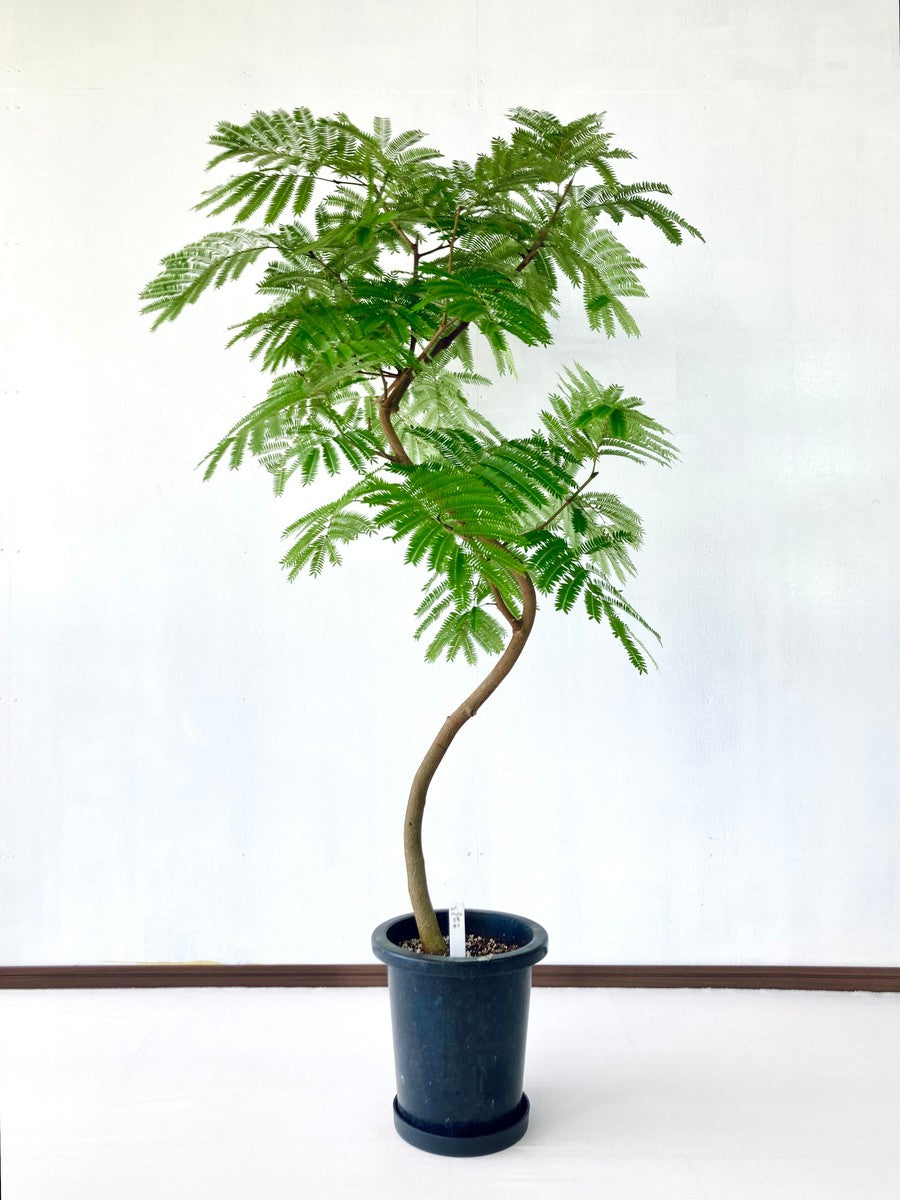 エバーフレッシュ 8号の現品商品 | 観葉植物通販AoNoKi（あおのき）