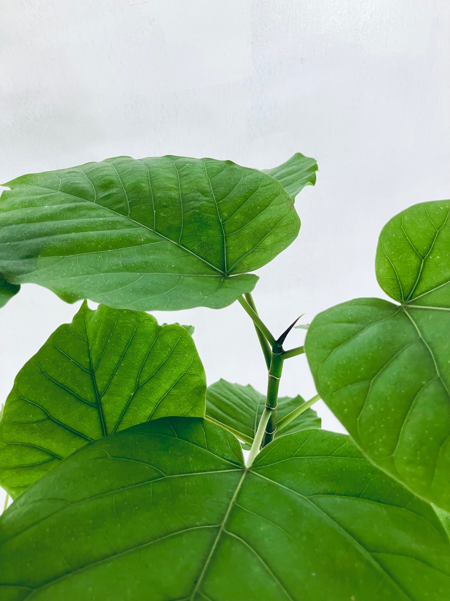 現品商品@9 ウンベラータ 8号 曲がりМ(高さ:131cm、幅:80cm)