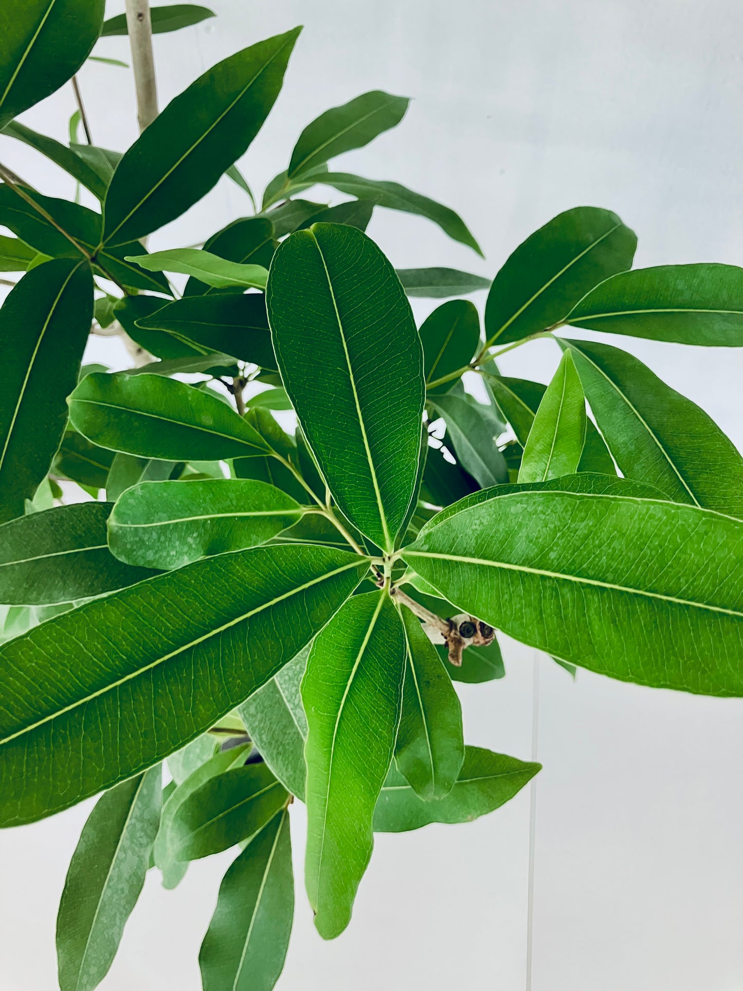 現品商品@5 アマゾンオリーブ 8号(高さ:150cm、幅:70cm)