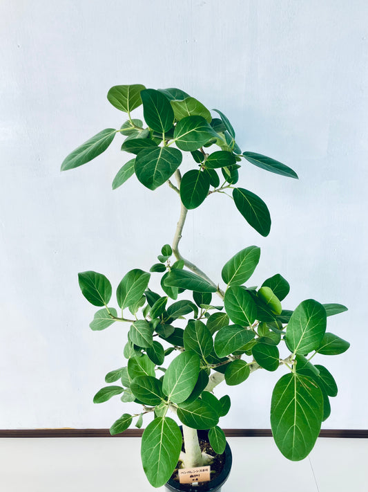 現品商品@4 ベンガレンシス 8号(高さ:137cm、幅:70cm)