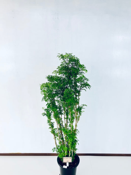 現品商品@3 ポリシャス・スターシャ 8号(高さ:140cm、幅:55cm)