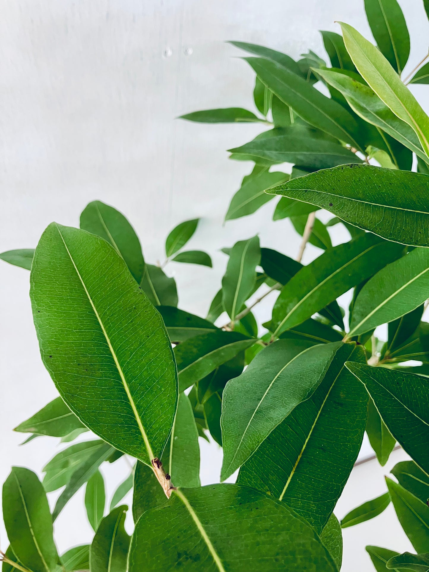 現品商品@2 アマゾンオリーブ 8号(高さ:158cm、幅:85cm)