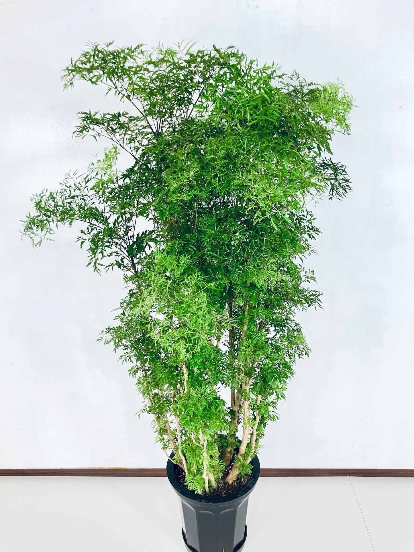 現品商品@4 ポリシャス・スターシャ 10号(高さ:161cm、幅:90cm)