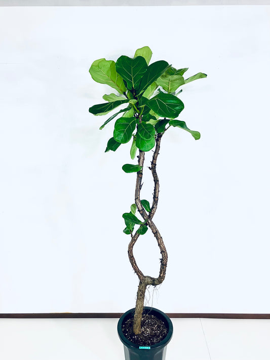 【Unique Form】カシワバゴム 10号(高さ:180cm、幅:77cm)#2