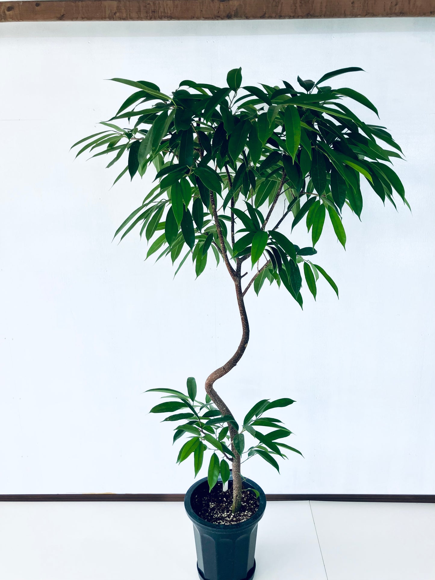 現品商品@2 アムステルダム 10号(高さ:183cm、幅:100cm)