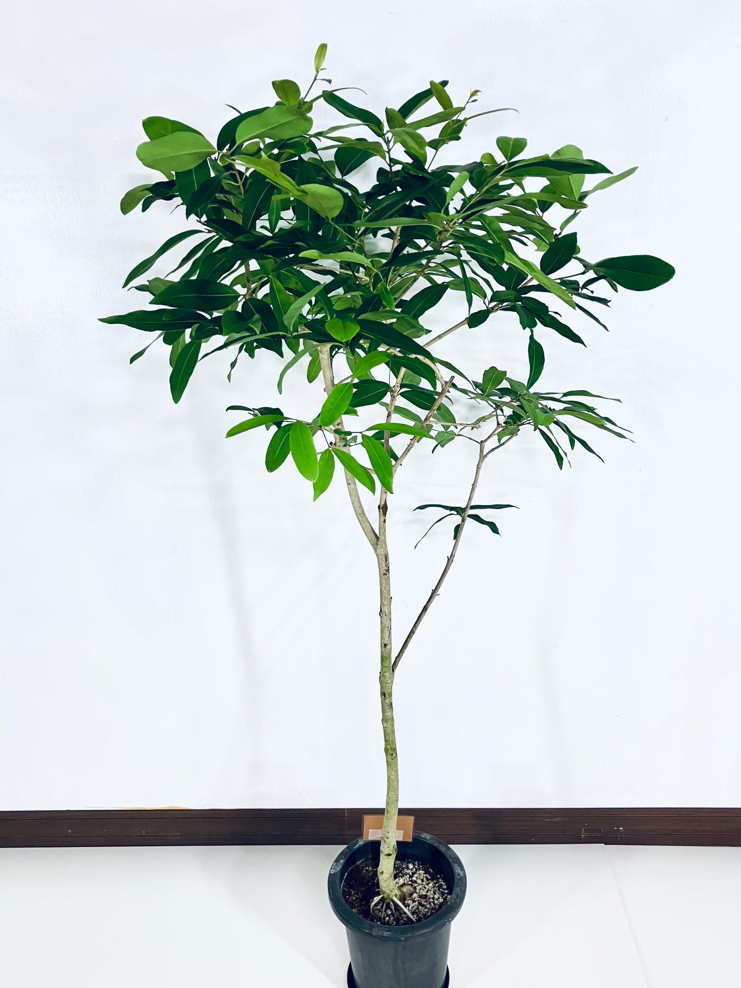 現品商品@5 アマゾンオリーブ 8号(高さ:159cm、幅:80cm)