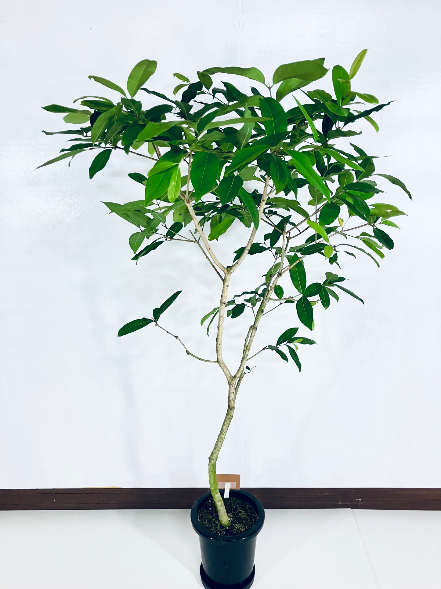 現品商品@4 アマゾンオリーブ 8号(高さ:160cm、幅:90cm)
