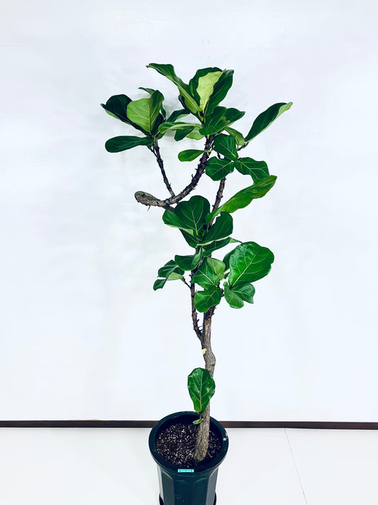 【Unique Form】カシワバゴム 10号(高さ:166cm、幅:70cm)#3