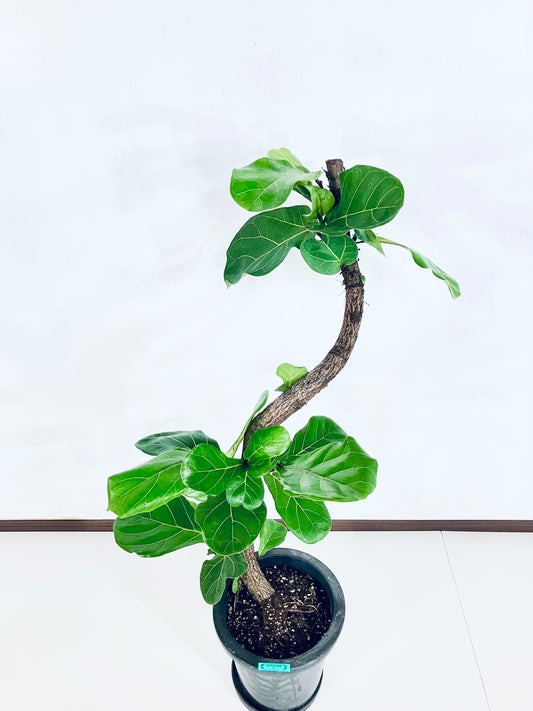 【Unique Form】カシワバゴム 8号(高さ:102cm、幅:48cm)#8