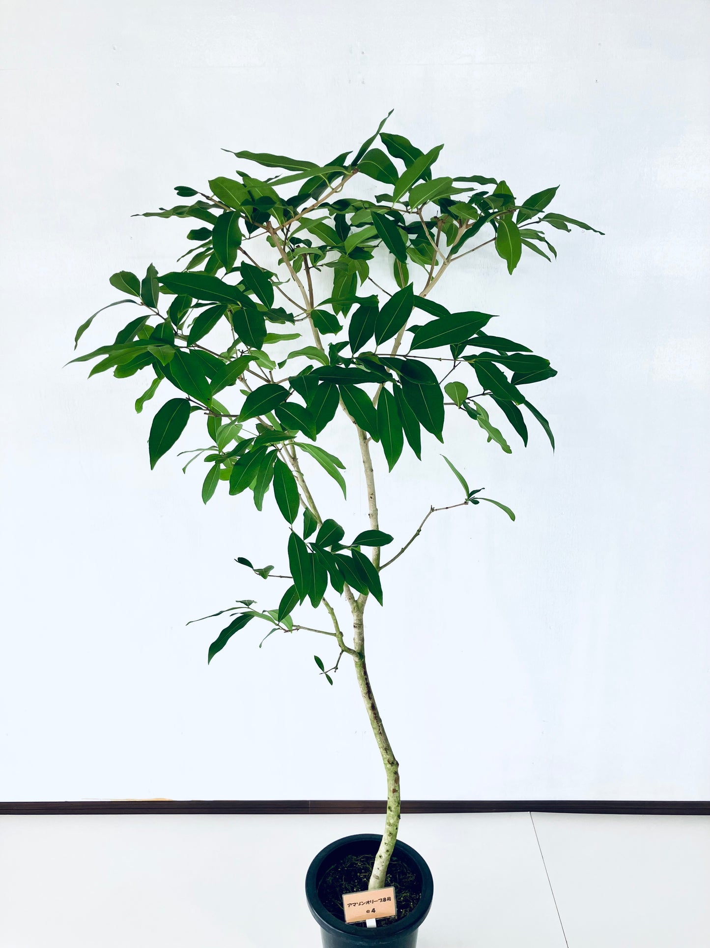 現品商品@4 アマゾンオリーブ 8号(高さ:164cm、幅:90cm)