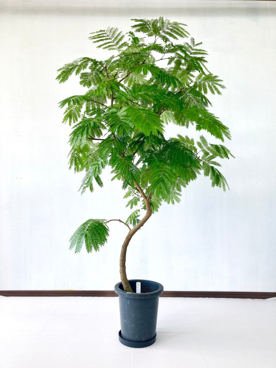 エバーフレッシュ 8号の現品商品 | 観葉植物通販AoNoKi（あおのき）