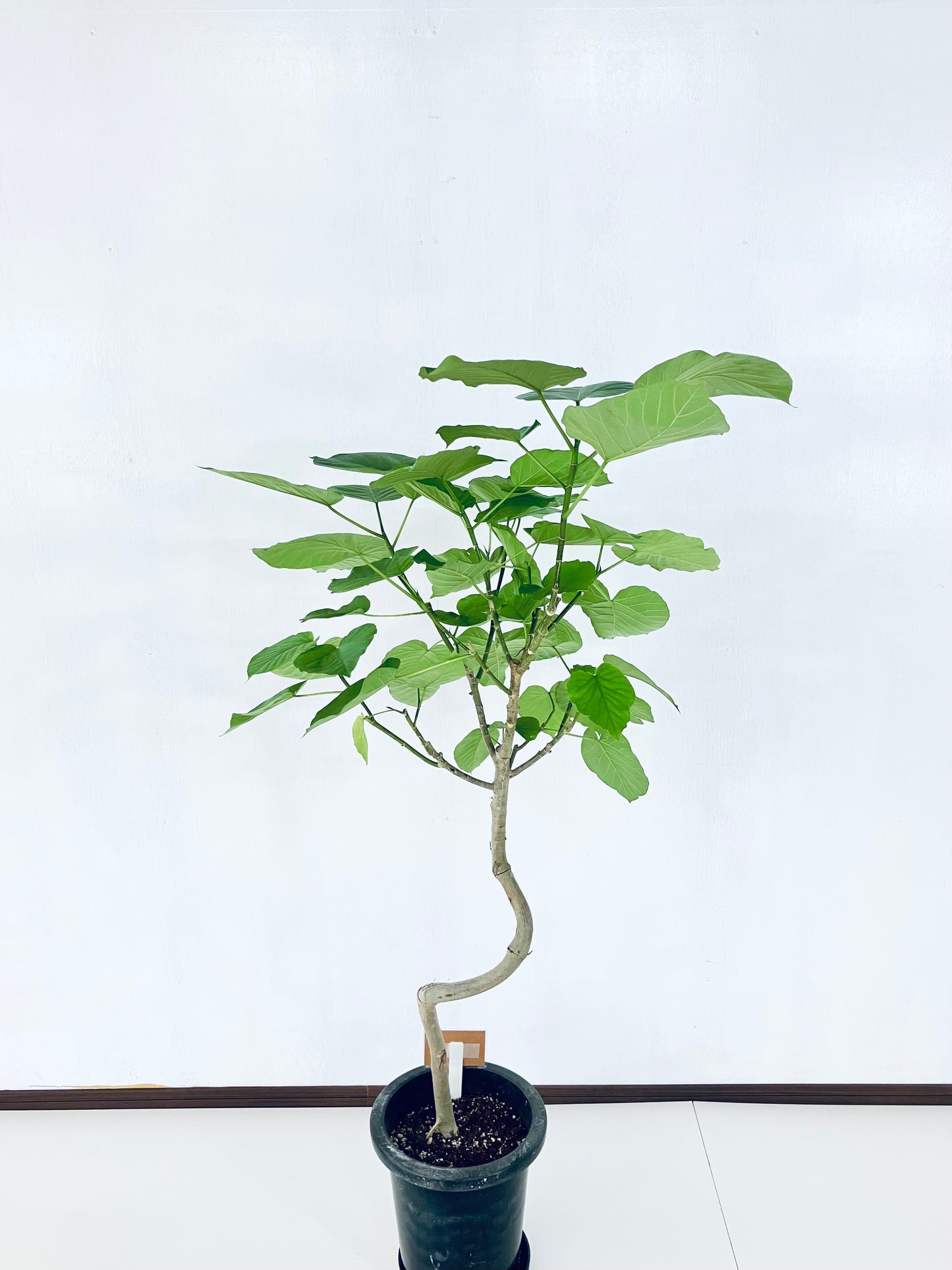 現品商品@6 ウンベラータ 8号 曲がりМ(高さ:131cm、幅:75cm)