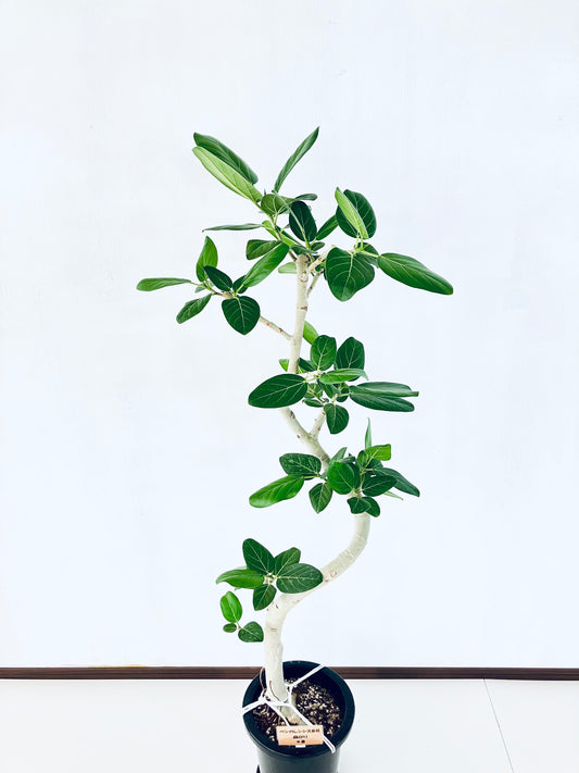 現品商品@8 ベンガレンシス 8号(高さ:146cm、幅:56cm)