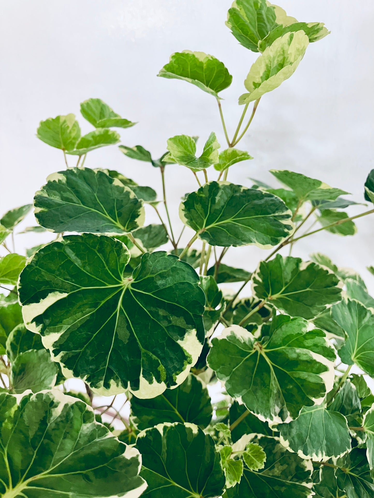 現品商品@1 ポリシャス・マルギナータ 8号(高さ:141cm、幅:60cm)