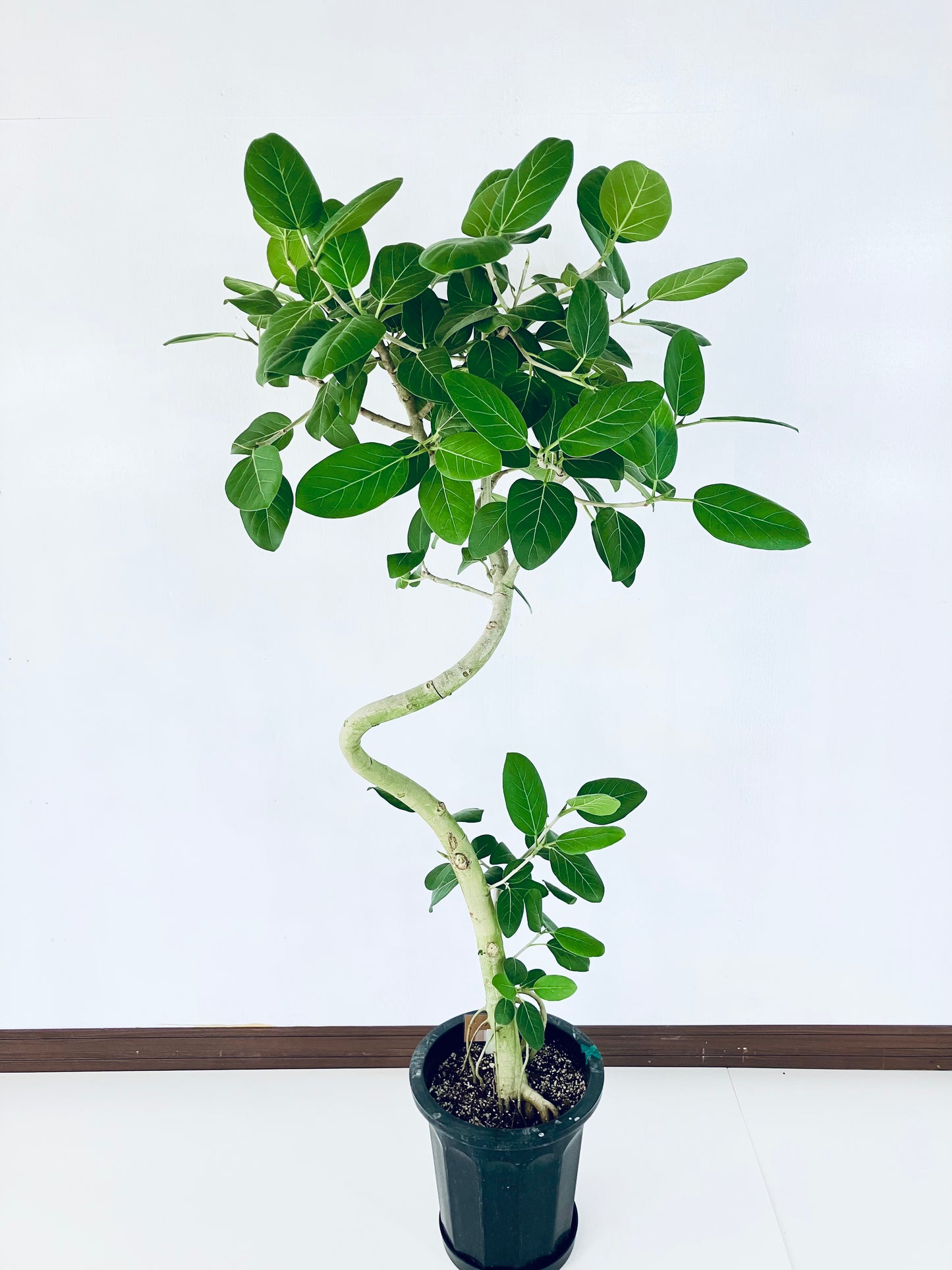 現品商品@2 ベンガレンシス 10号(高さ:170cm、幅:83cm)