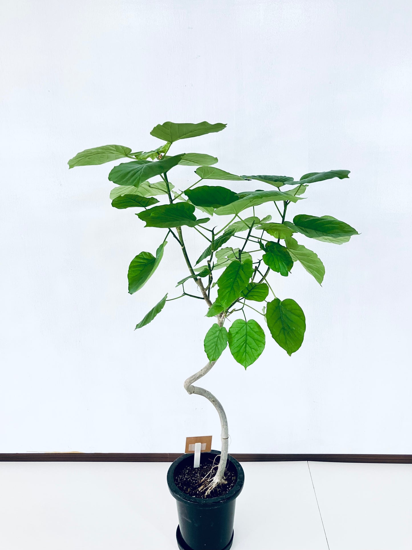 現品商品@9 ウンベラータ 8号 曲がりМ(高さ:131cm、幅:80cm)