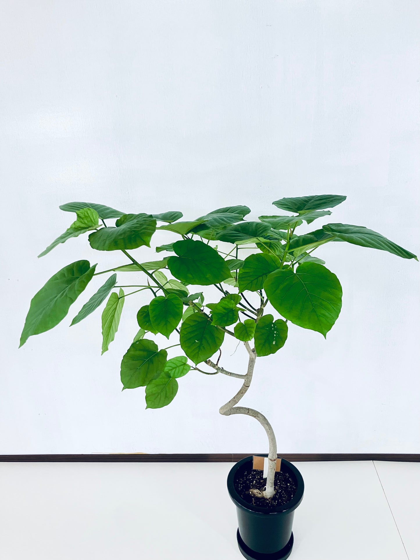 現品商品@1 ウンベラータ 8号 曲がりМ(高さ:123m、幅:93cm)