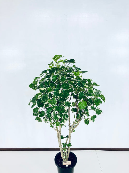 現品商品@1 ポリシャス・マルギナータ 8号(高さ:141cm、幅:60cm)