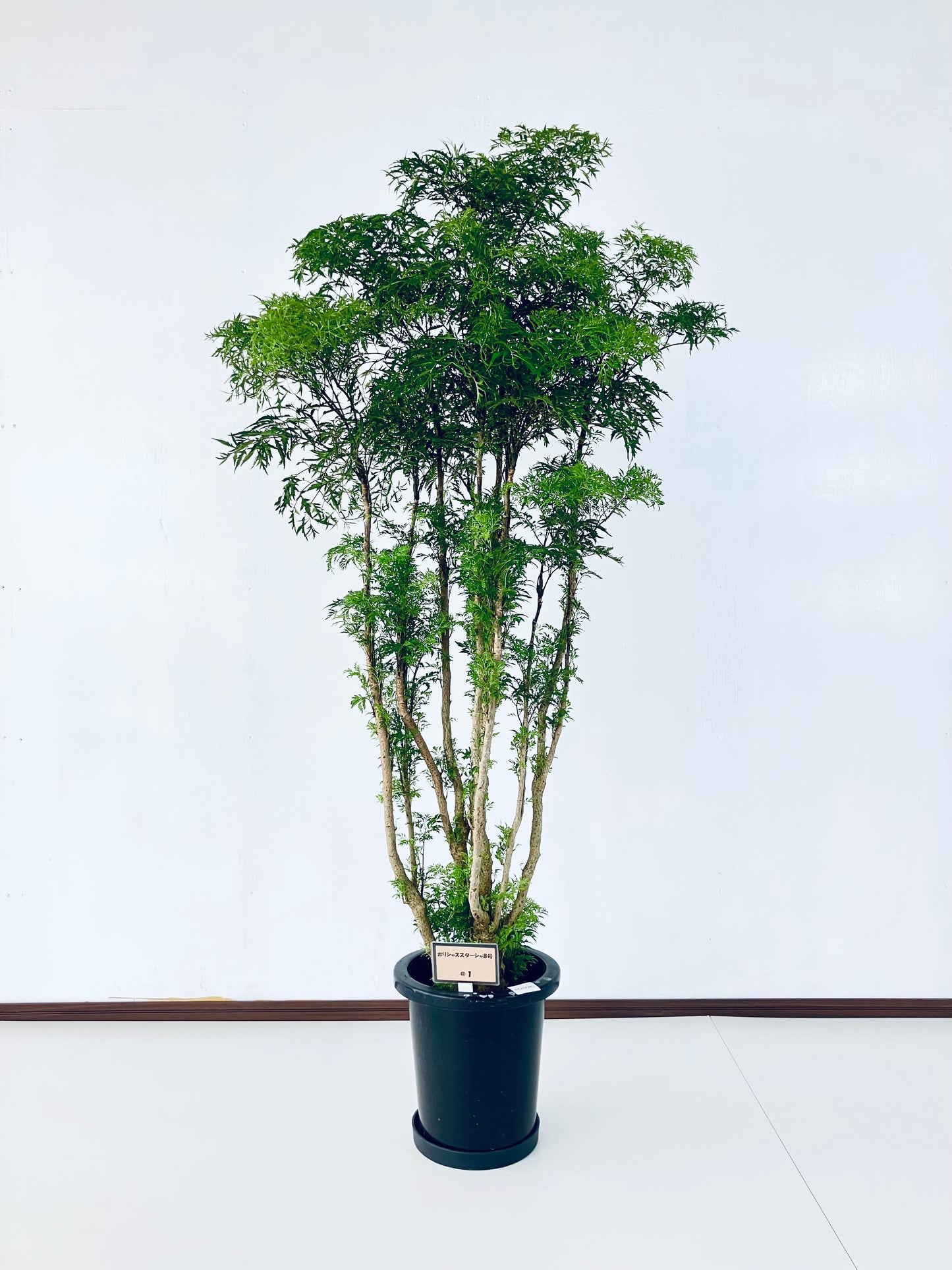 現品商品@1 ポリシャス・スターシャ 8号(高さ:150cm、幅:75cm)