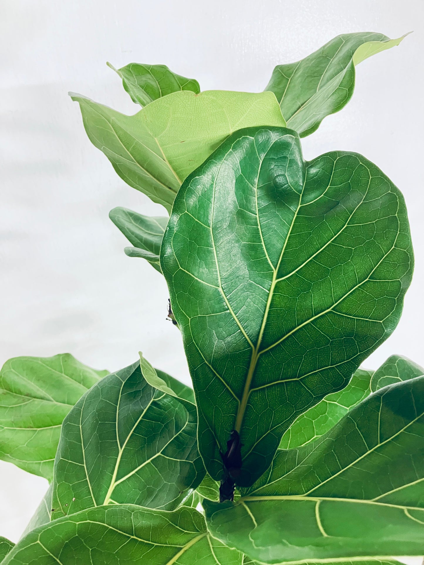 【Unique Form】カシワバゴム 10号(高さ:166cm、幅:70cm)#3