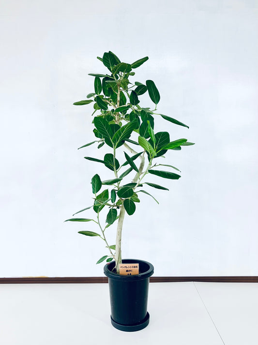 現品商品@4 ベンガレンシス 8号(高さ:142cm、幅:100cm)